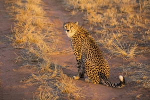 Gepard africký